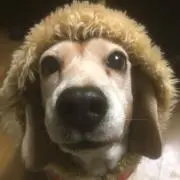 ずっけもっけの画像