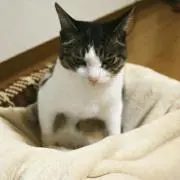 ファギーの画像