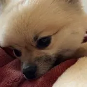ポン