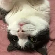 Image of ハチワレ興業（猫）編み物始めました
