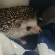 なっちゃ