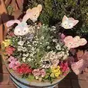 るるちゃんの画像