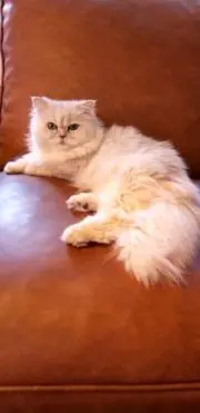 猫寅