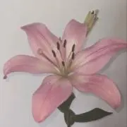 brillianxllyの画像