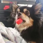 たくま