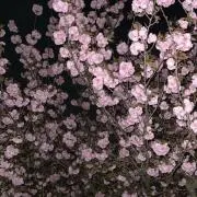 ぽぁの画像