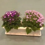 YMYの画像