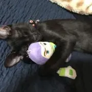 りちゃん