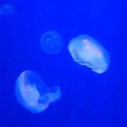 みいみい