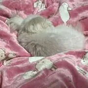 manaco