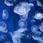 honoの画像