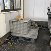 柏崎せもぽぬめ