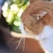 nの画像