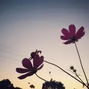 ぺたぐの画像