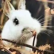 さちゃんの画像