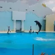 飛び猿