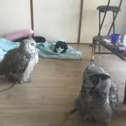 しんご