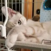 なのの画像