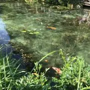 きょん