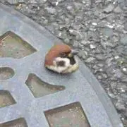 大