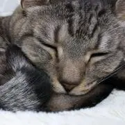 り*°の画像