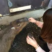 aska＊の画像
