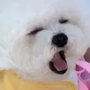 あやの画像