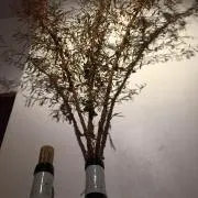 jamの画像