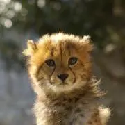 cheetahの画像