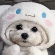 きゃぴ♡の画像
