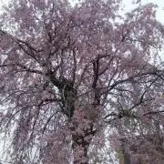 ひよこの画像