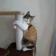 ハンニバル