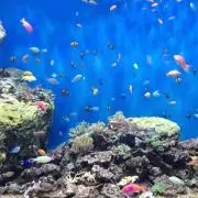 ハッティーの画像