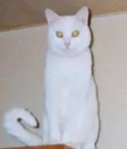カリン様プロフ必読の画像