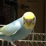 ぴーたんの画像