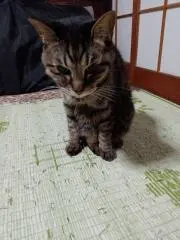 ゆめスマイルの画像