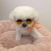 ごんの画像