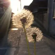 しゅしゅの画像