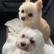 Poloの画像