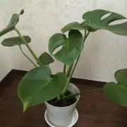 ゆるりの画像