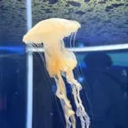 ちなの画像