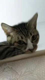 イルミ