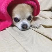 まろん