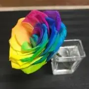PYOPYOの画像