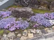ゆうの画像