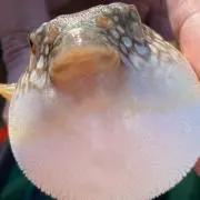 ショージの画像