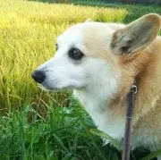 さくらの父【無農薬米ぬかはショップから】の画像