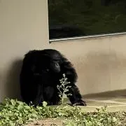 ブロワの画像
