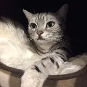 きゃみーの画像
