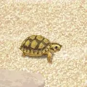 スポチャの画像